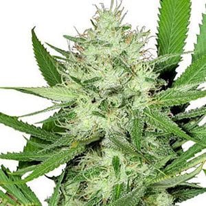 Buy the Best Acapulco Gold Cannabis